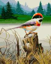 Красноголовая птичка у реки