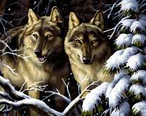 Пара волков у заснеженной ели