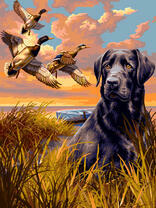 Охота на уток с собакой