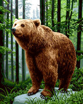 Хозяин леса на камне