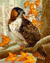 Ястреб на осеннем дереве