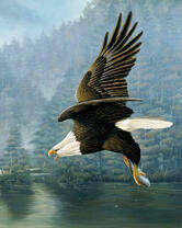 Орлан поймал рыбу в реке