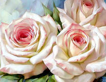 Три нежныйших цветка роз крупным планом