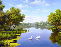 Пара прекрасных лебедей на озере