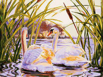 Лебединый дуэт в камышах