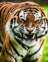 Грозный рык злого тигра