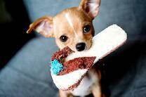 Милый щеночек приносит тапки