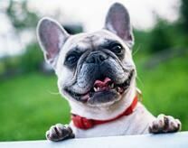 Французский бульдог на летней прогулке