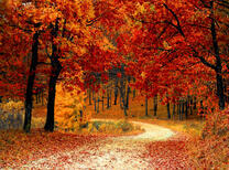 Дорога в золотистом осеннем лесу