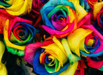 Яркие разноцветные цветы роз