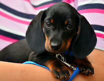 Маленький милый щеночек таксы