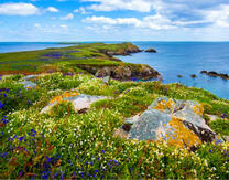 Цветущий берег моря