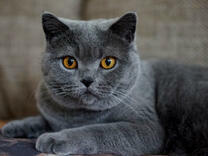 Пепельный котик британской породы