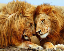 Братья львы