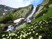 Цветы на склоне горы у водопада