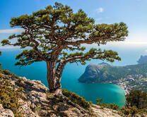 Дерево на склоне горы над морем