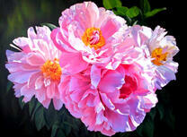 Четыре цветочка чайной розы