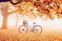 Женский велосипед под осенним деревом