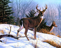 Пара оленей на опушке зимнего леса