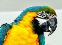 Сине-желтый ара крупным планом