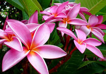 Куст красивых лилий