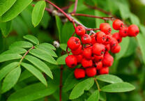 Летний куст с ягодами