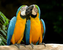 Поцелуйчик голубых ара