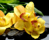 Желтые орхидеи на мокрых камнях