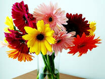 Яркие герберы в прозрачной вазе