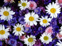 Букет из ромашек и васильков