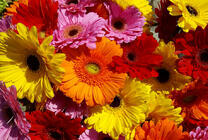 Громадный букет гербер