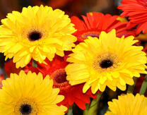 Желтые и оранжевые герберы