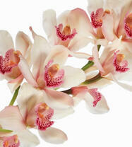 Нежные цветы розовой орхидеи