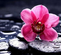 Цветочек орхидеи на гладком камне