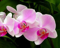 Цветущая орхидея в дикой природе