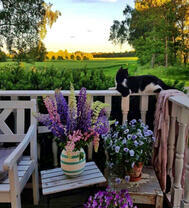 Веранда с цветами и кот на фоне леса