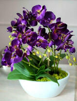 Фиолетовая орхидея в горшке