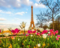 Цветущие тюльпаны на фоне Эйфелевой башни