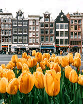 Желтые тюльпаны на фоне домов