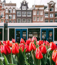 Цветущие в городе тюльпаны