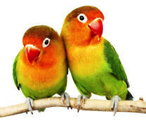 Два ярких неразлучника