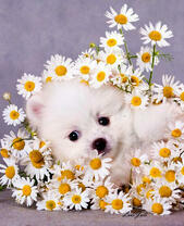 Белый пушистый щеночек в ромашках