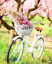 Велосипедная корзинка с цветущими ветвями сакуры