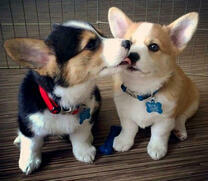 Два милых щеночка в загоне