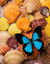 Нежная бабочка на морских ракушках