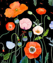 Цветущие маки на фоне ночного неба