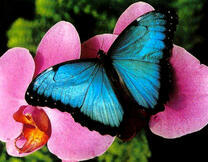 Нежная бабочка на цветочке орхидеи