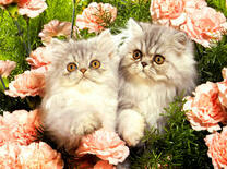 Два пушистых котёнка в цветах роз