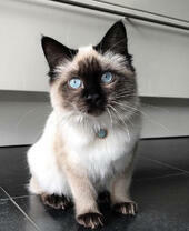 Сиамский котёнок с голубыми глазами