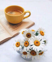 Ромашки, чай и книга